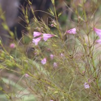 Parasopubia delphiniifolia (L.) H.-P.Hofm. & Eb.Fisch.